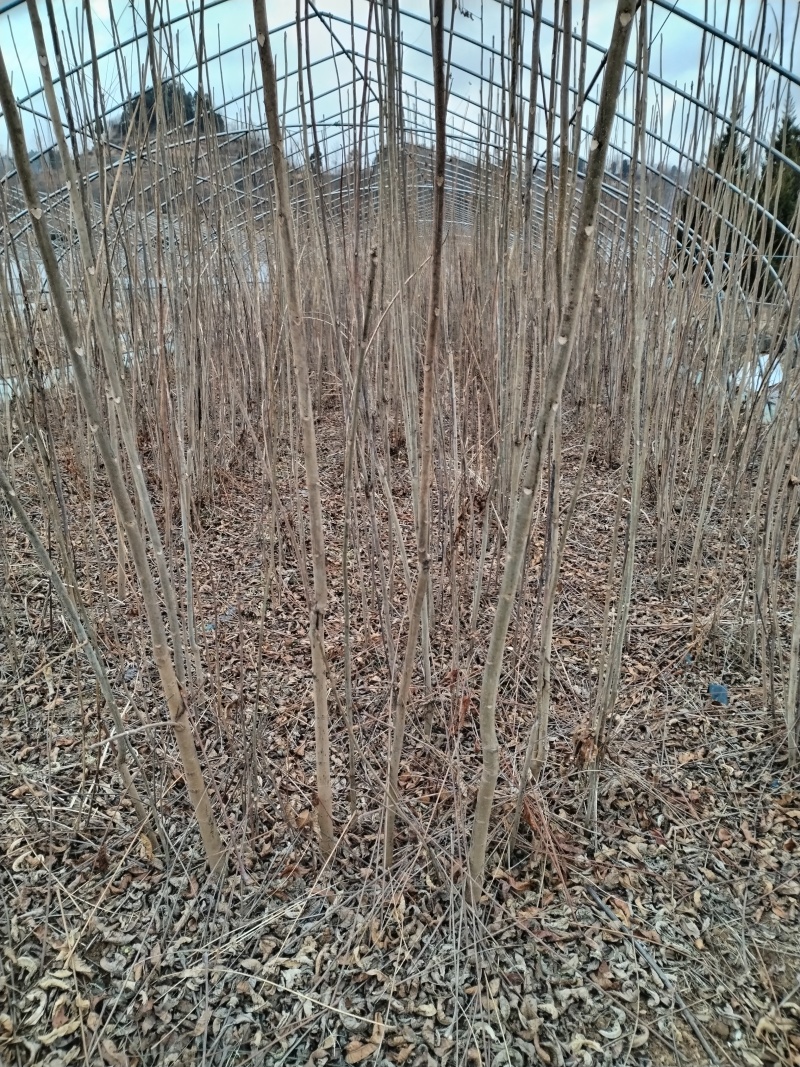 【香椿苗】香舂小苗1.5-2.5米起步苗圃直发提供技术