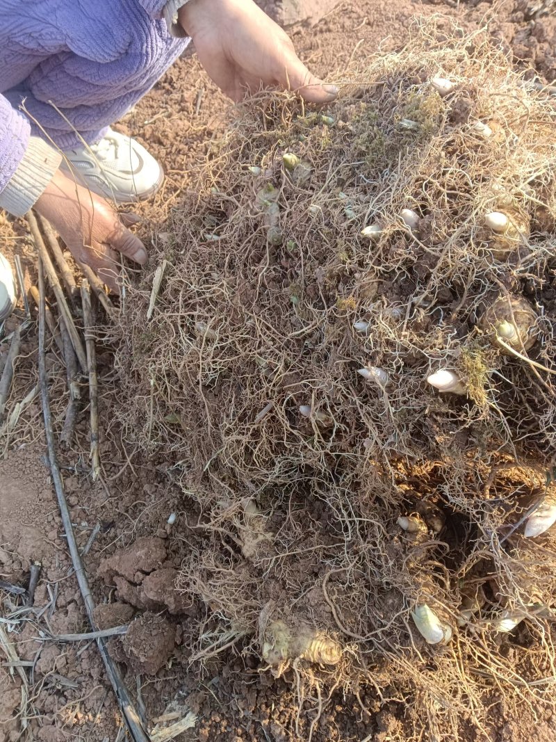 黄精江西黄精，大量现货供应规格齐全，可视频看货代发全国
