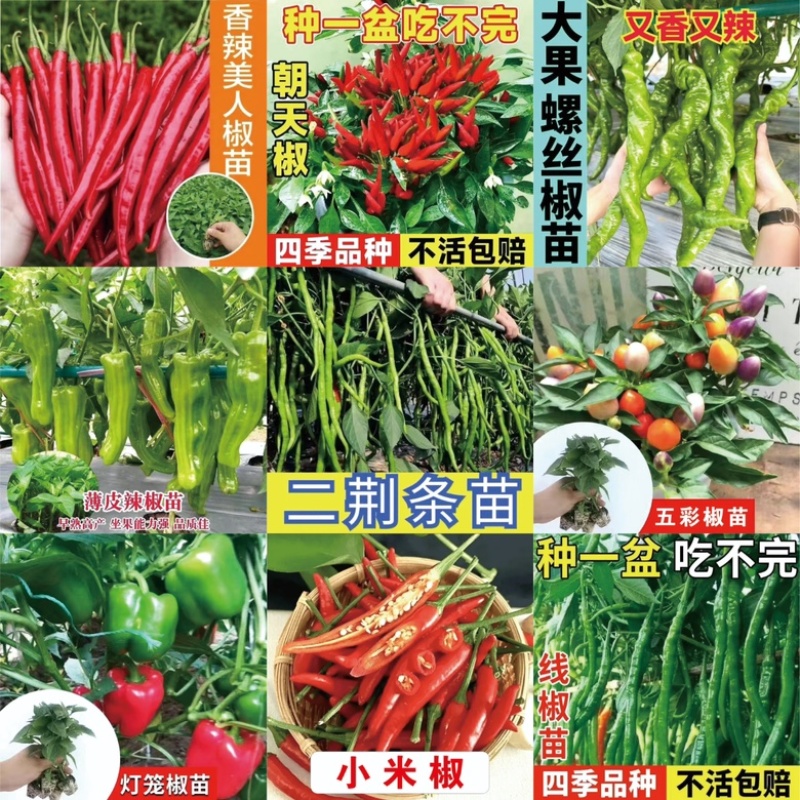 江苏辣椒苗蔬菜苗/薄皮椒苗/长线椒苗/螺丝椒苗等规格齐全