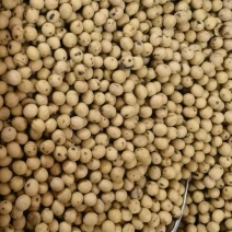 畜牧专用炒熟黄豆，量大货好，现货供应，可视频看货