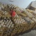 土鹅蛋大量现货品质保证