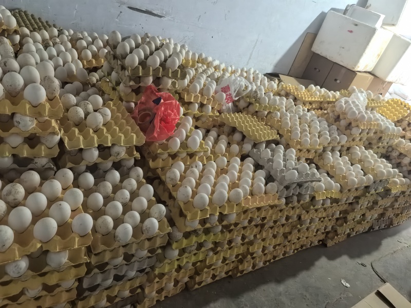 土鹅蛋大量现货品质保证