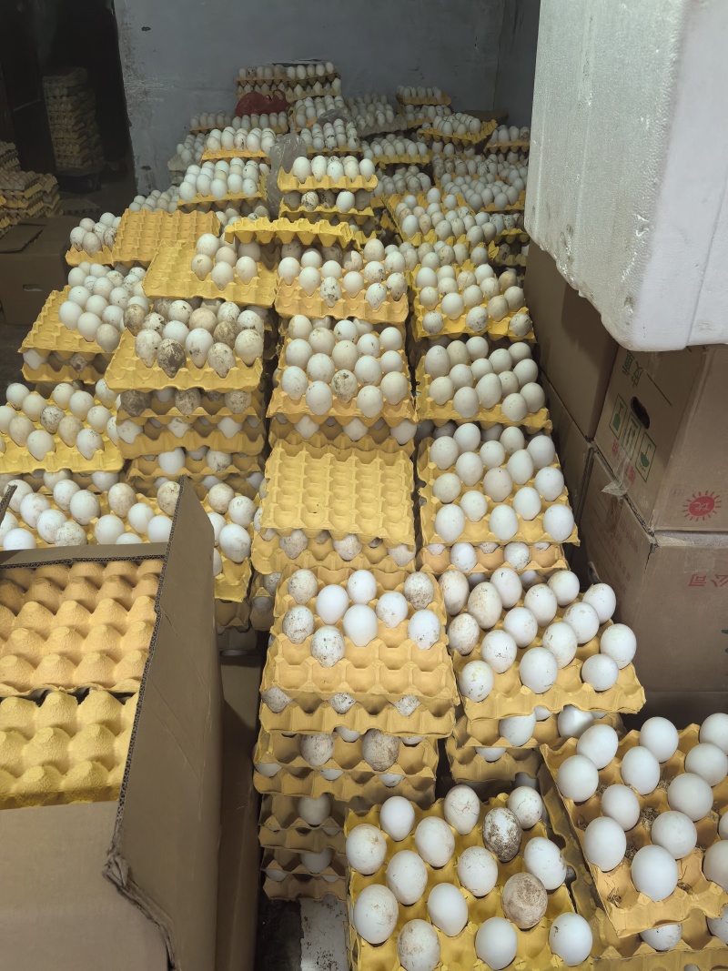土鹅蛋大量现货品质保证
