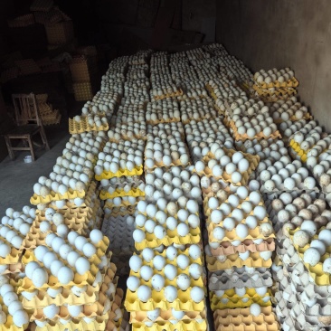 土鹅蛋大量现货品质保证