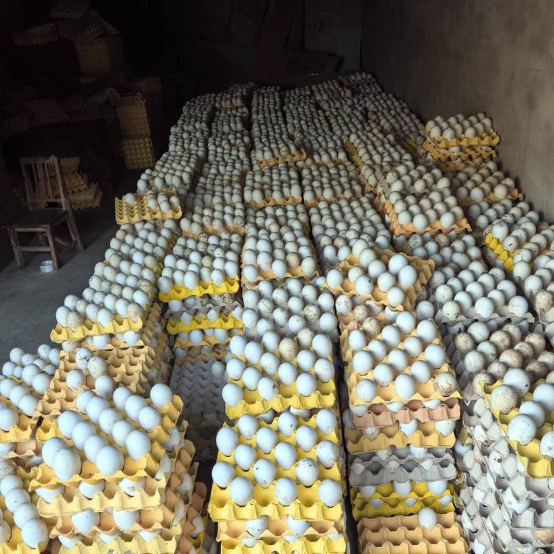 土鹅蛋大量现货品质保证
