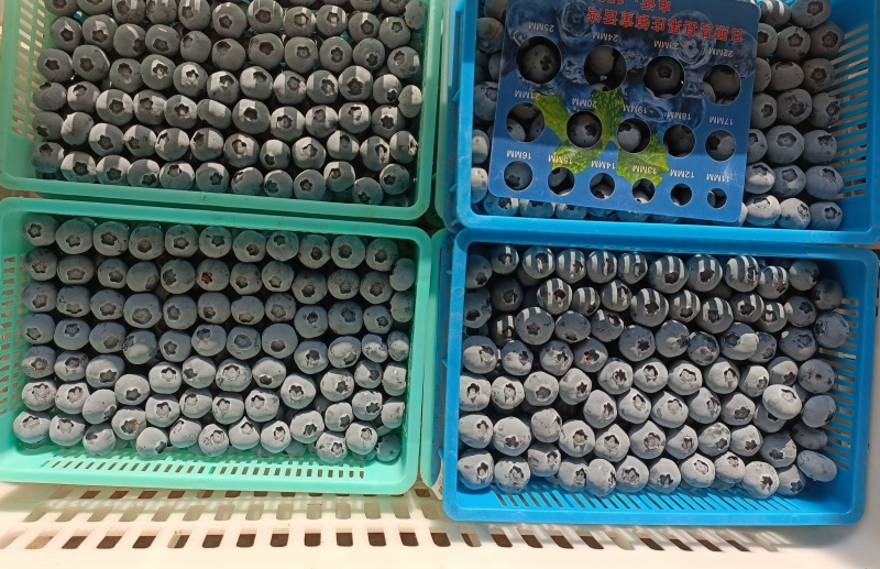 蓝莓，蓝莓种植基地，蓝莓产地批发，品质保证，规格品种齐全