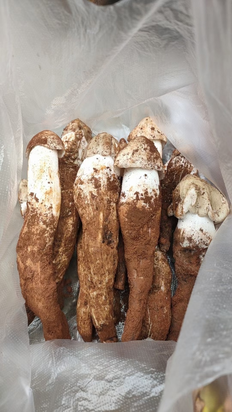 需要的老板联系***********