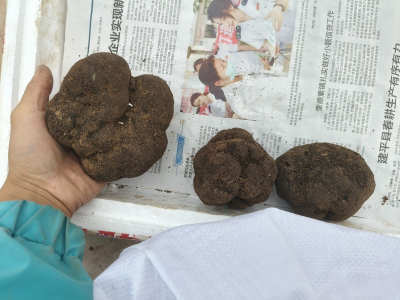 需要的老板联系***********