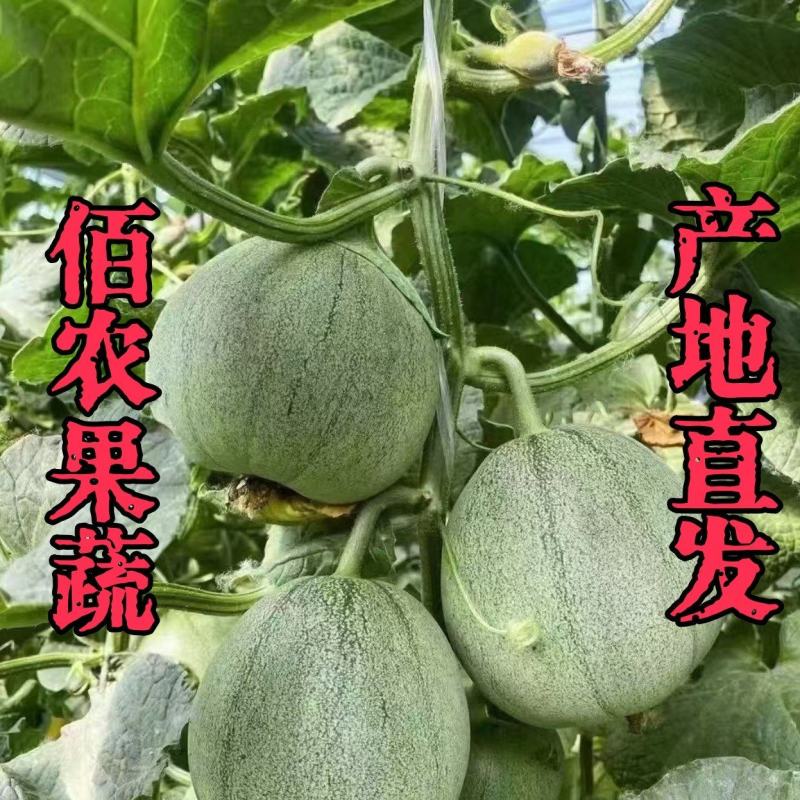 绿宝石甜瓜产地直采一件代发市场批发欢迎洽谈