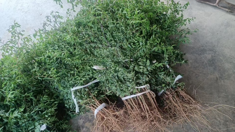 晋三三号酸枣苗，营养杯小苗酸枣苗基地，山西！