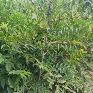晋三三号酸枣苗，营养杯小苗酸枣苗基地，山西！
