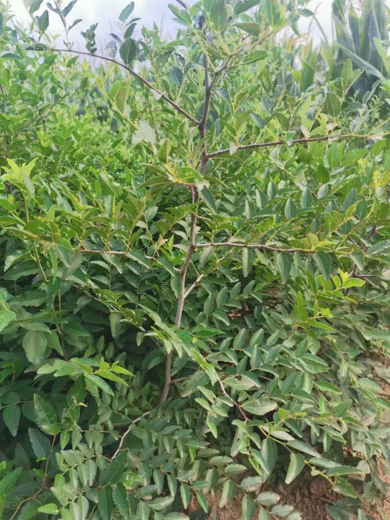 晋三三号酸枣苗，营养杯小苗酸枣苗基地，山西！