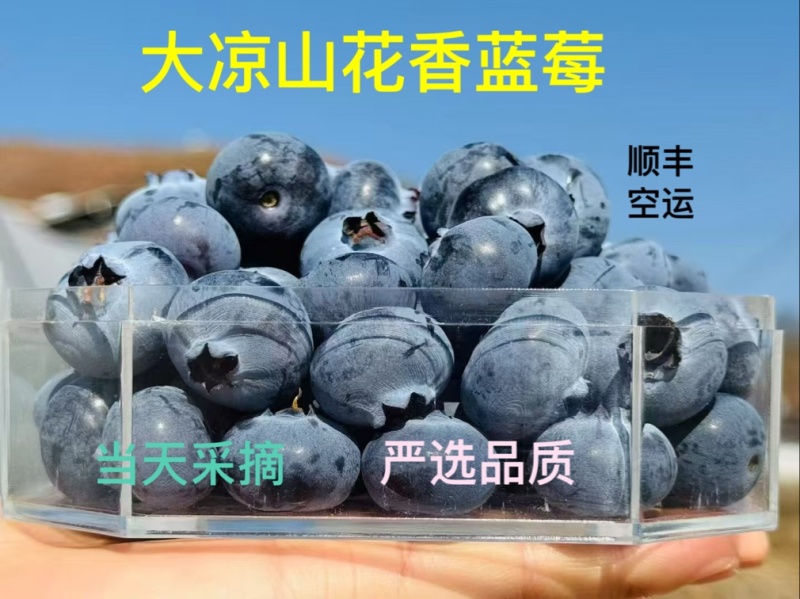 蓝莓