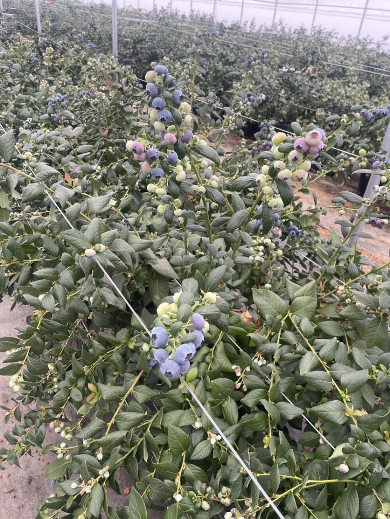 蓝莓
