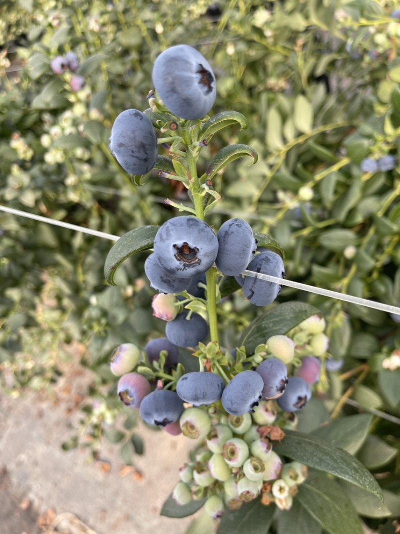 蓝莓