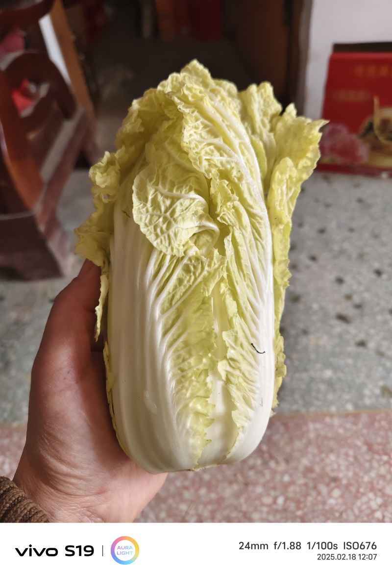 金乡娃娃菜，味道鲜美，是凉拌，烹饪的佳品，需要的老板联系