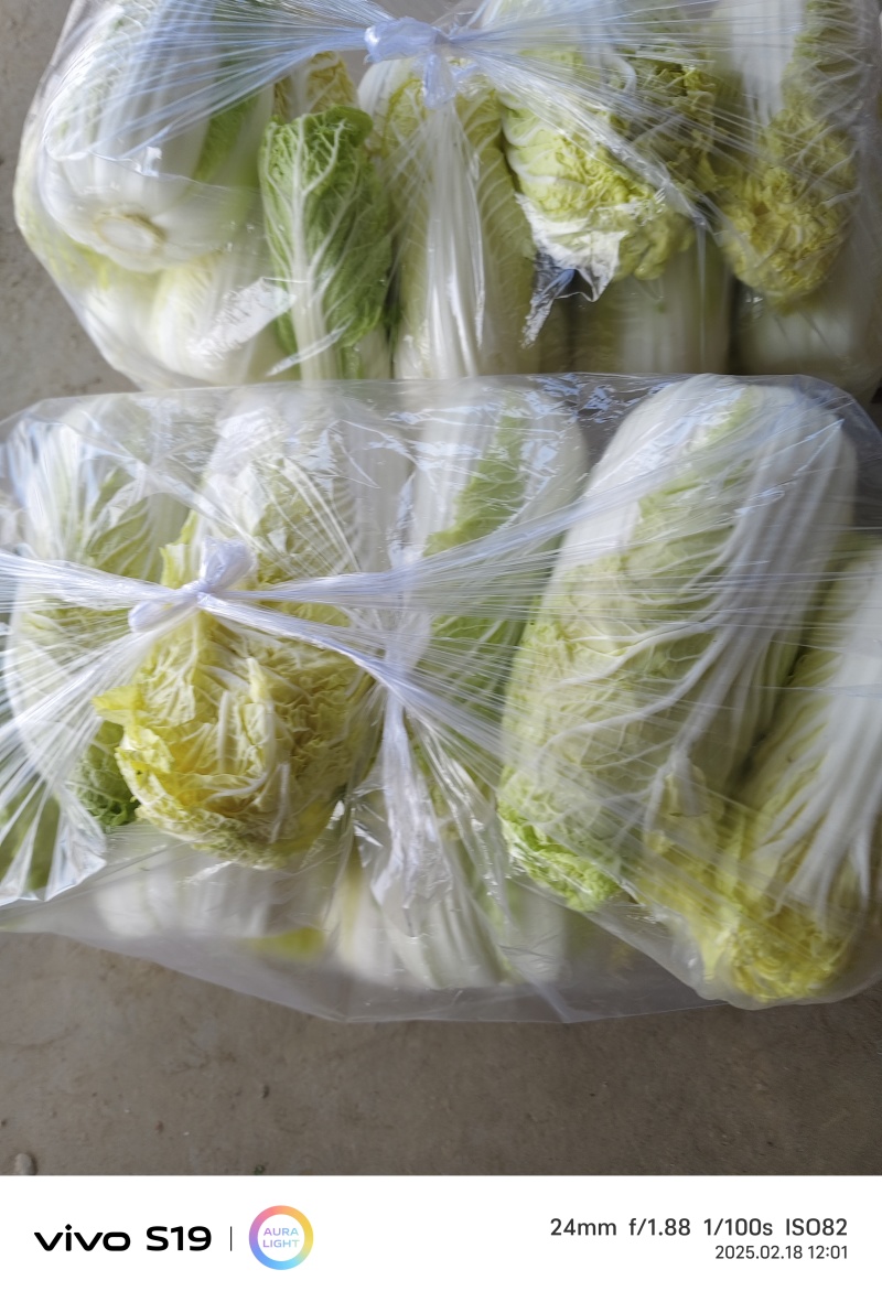 金乡娃娃菜，味道鲜美，是凉拌，烹饪的佳品，需要的老板联系