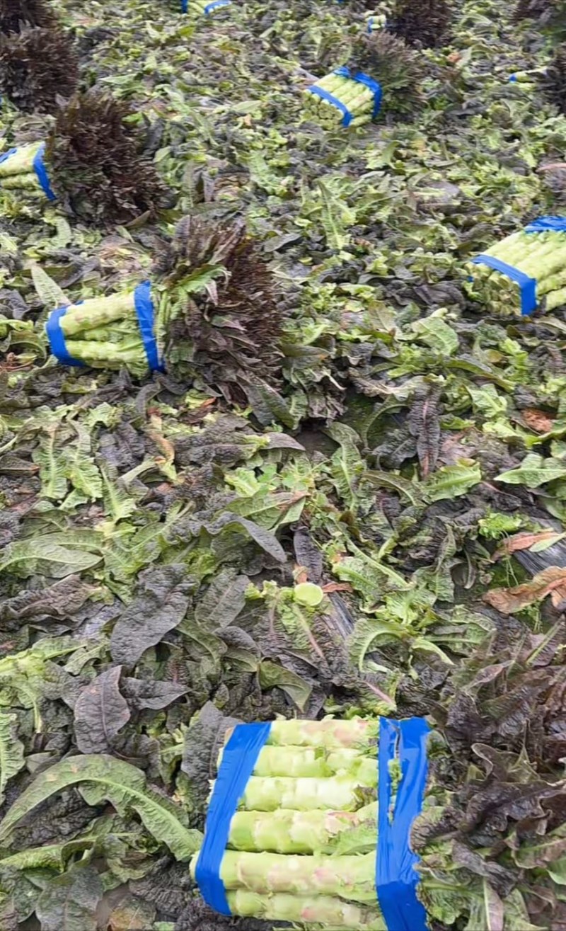 精品红尖叶，不空心，不冒苔，杆子漂亮