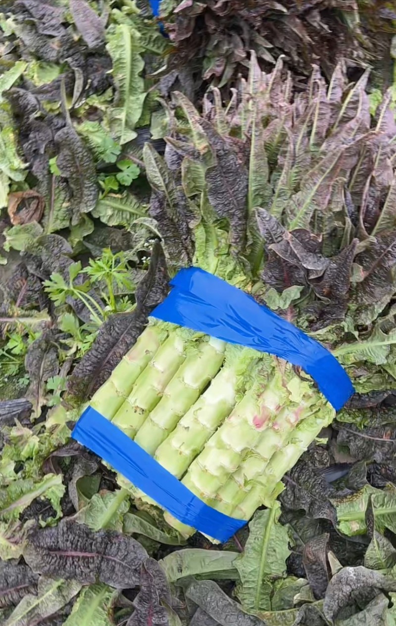 精品红尖叶，不空心，不冒苔，杆子漂亮