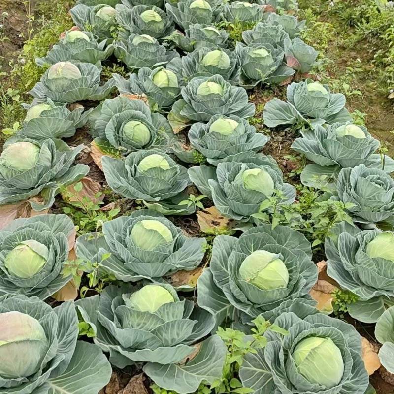 原产地包菜甘蓝产地直发一手货源品质好价格优惠