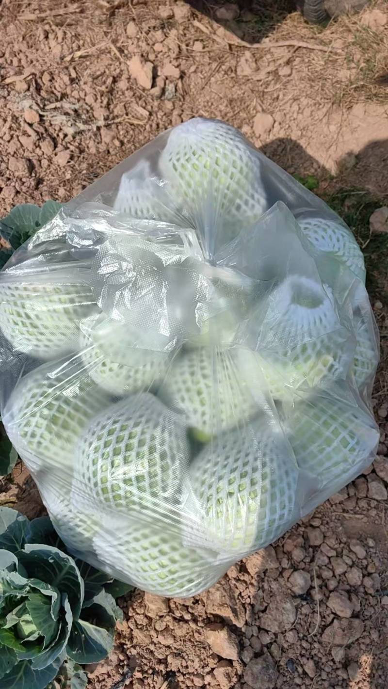 原产地包菜甘蓝产地直发一手货源品质好价格优惠