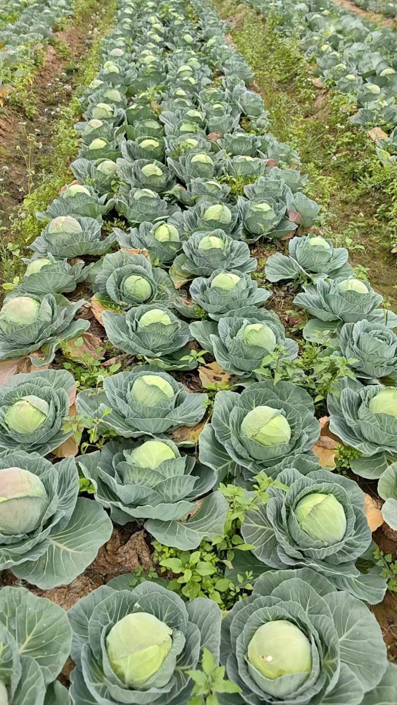 原产地包菜甘蓝产地直发一手货源品质好价格优惠