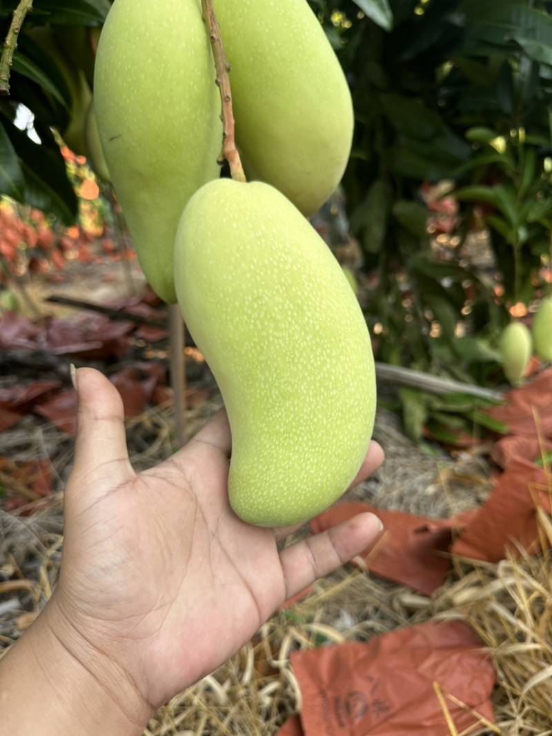 海南金煌芒（一级）