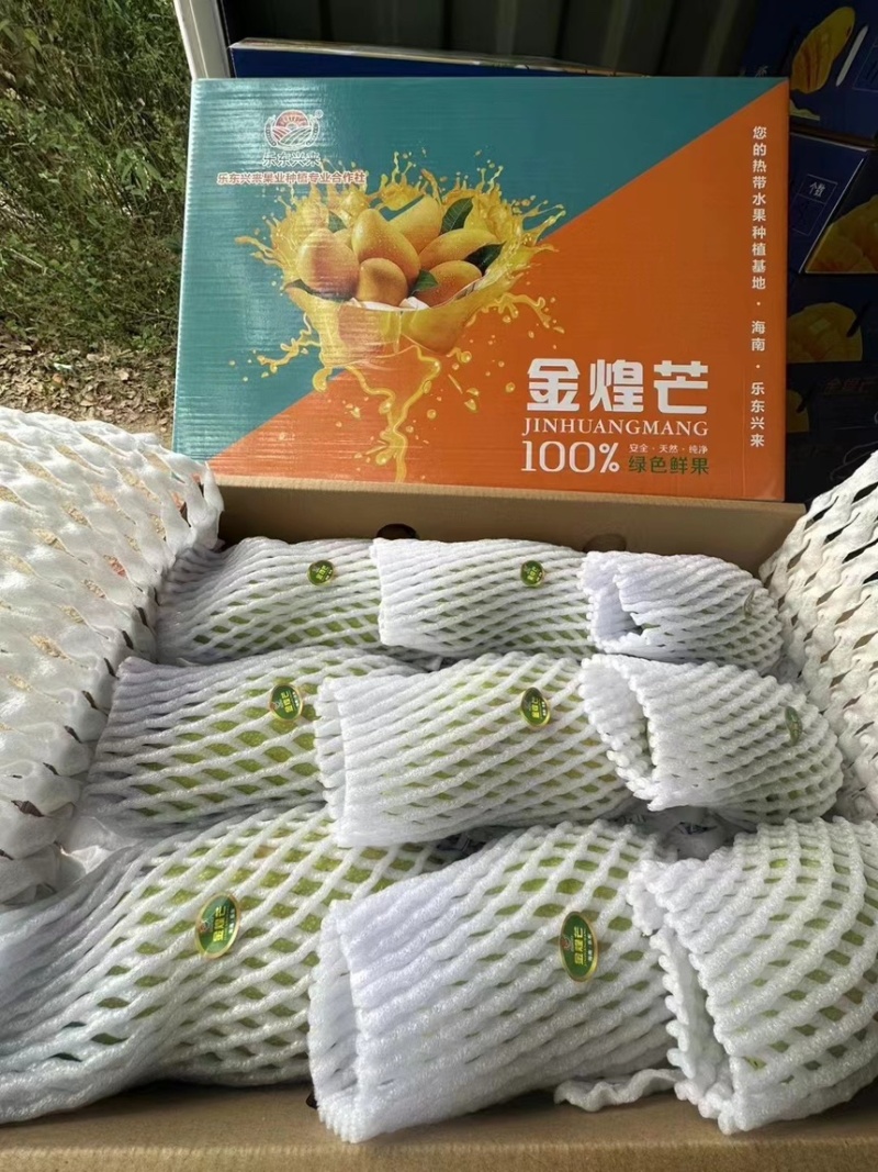 海南金煌芒（一级）