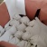 海南金煌芒（一级）