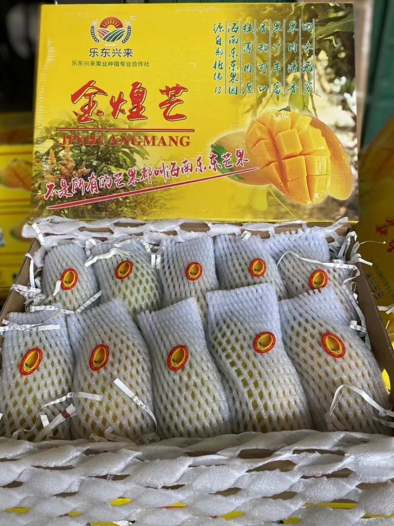 海南金煌芒（一级）