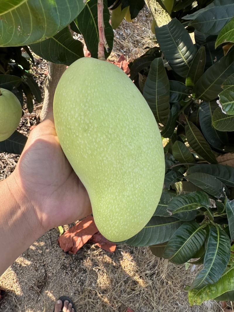 海南金煌芒（一级）