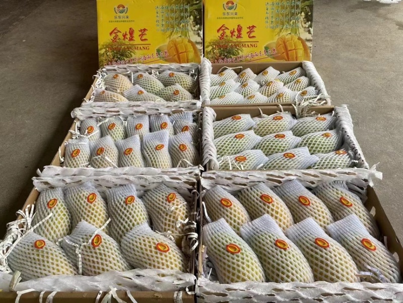 海南金煌芒（一级）