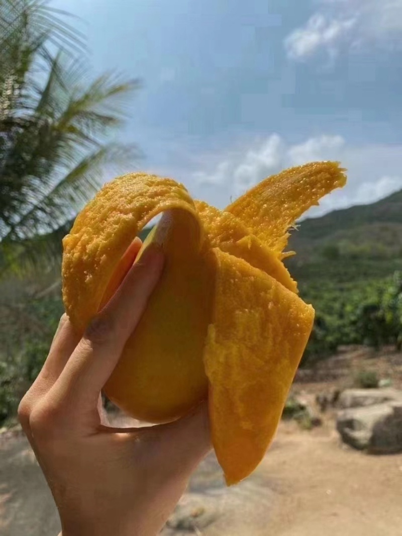 海南金煌芒（一级）