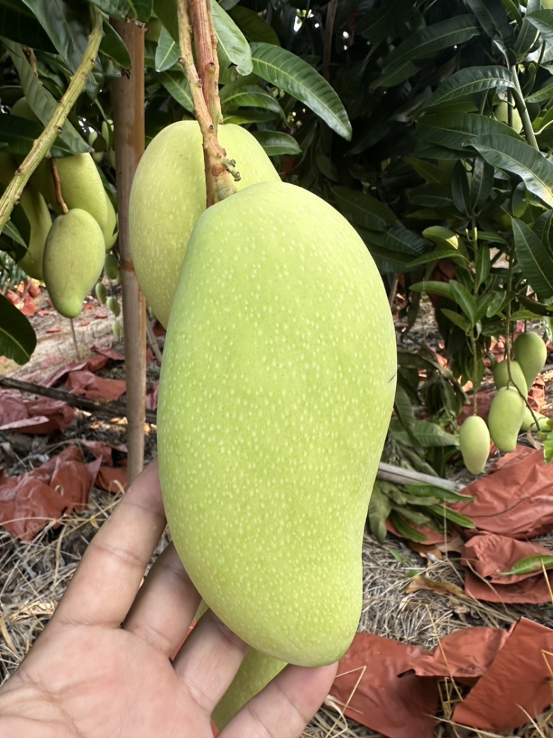 海南金煌芒（一级）