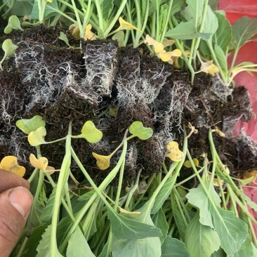 平包菜苗品种是京一号云南玉溪通海县各种蔬菜苗都有欢迎来电咨询