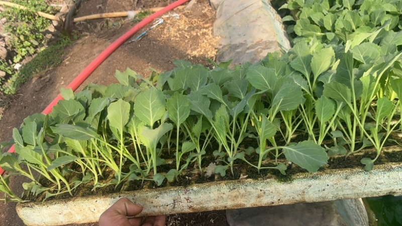 平包菜苗品种是京一号云南玉溪通海县各种蔬菜苗都有欢迎来电咨询