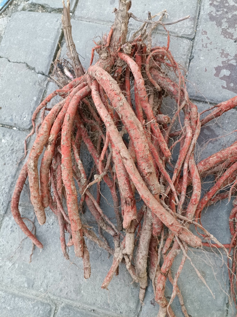 丹参苗基地直发货真价实只做良心生意