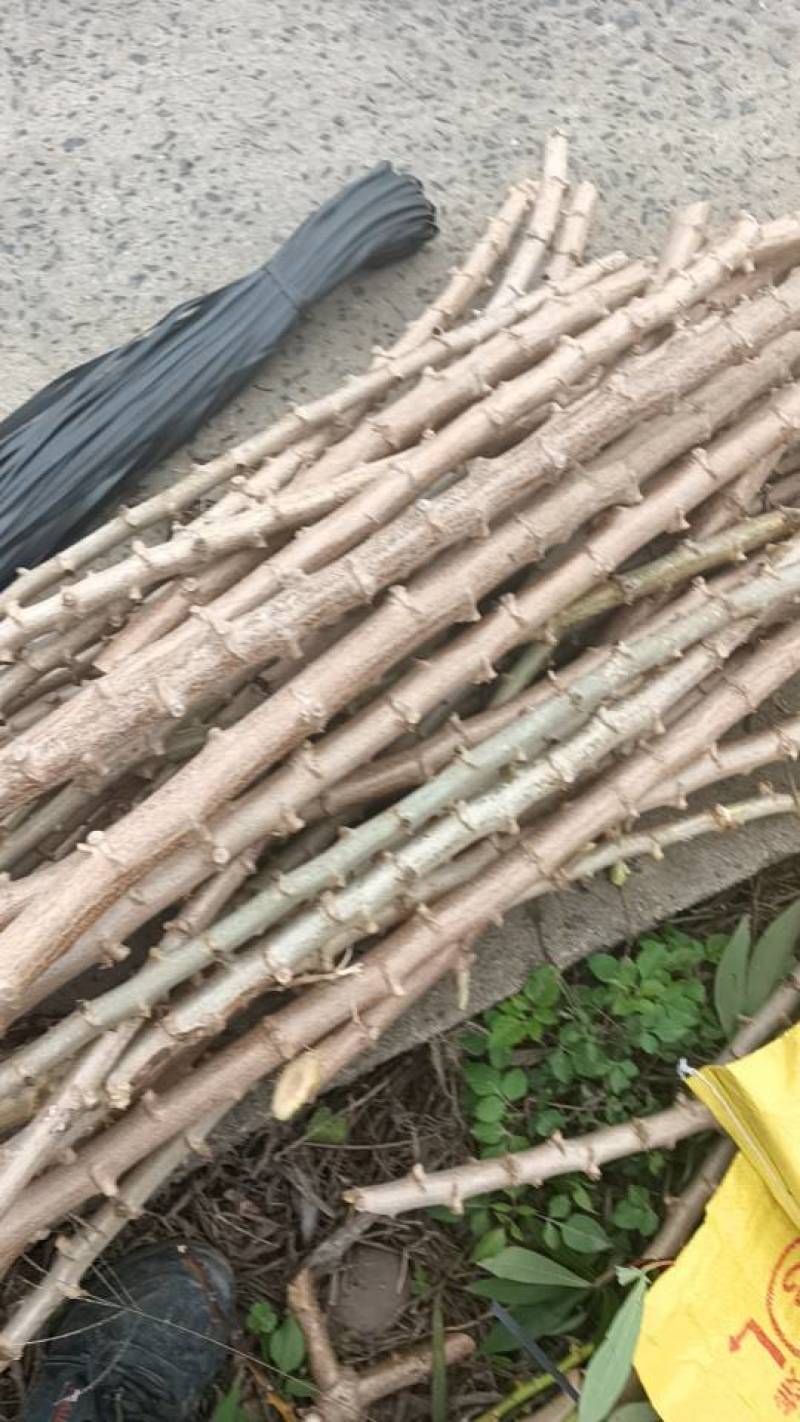 优质广西防城港市木薯苗，华南九号黄肉木薯生长旺盛，适合植