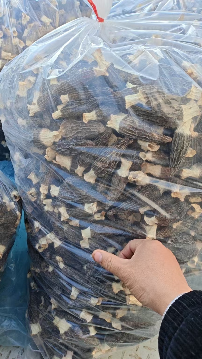 羊肚菌，鲜货，干货