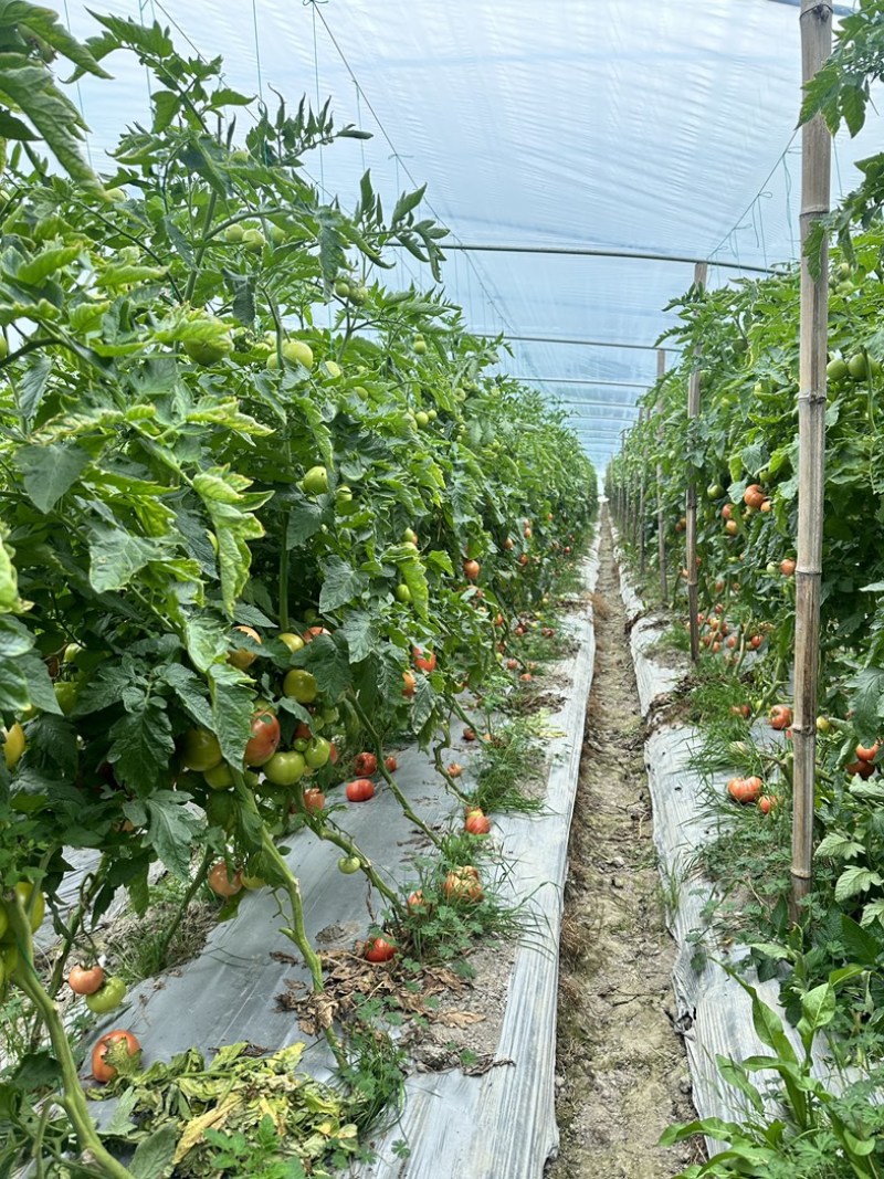 【推荐】浙江台州精品粉果西红柿基地直发量大从优