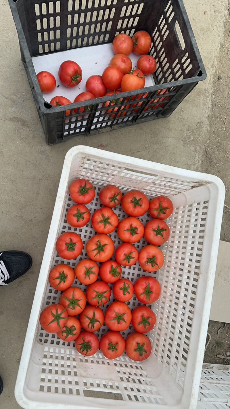 【推荐】浙江台州精品粉果西红柿基地直发量大从优