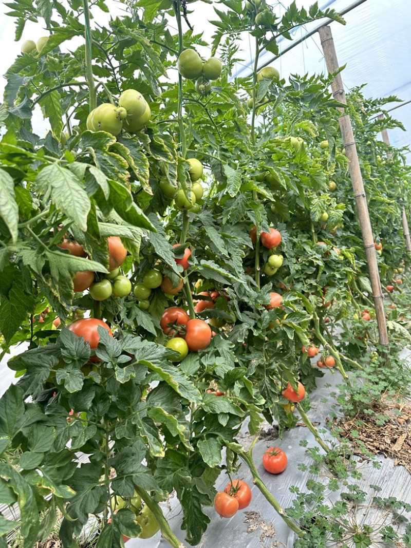 【推荐】浙江台州精品粉果西红柿基地直发量大从优