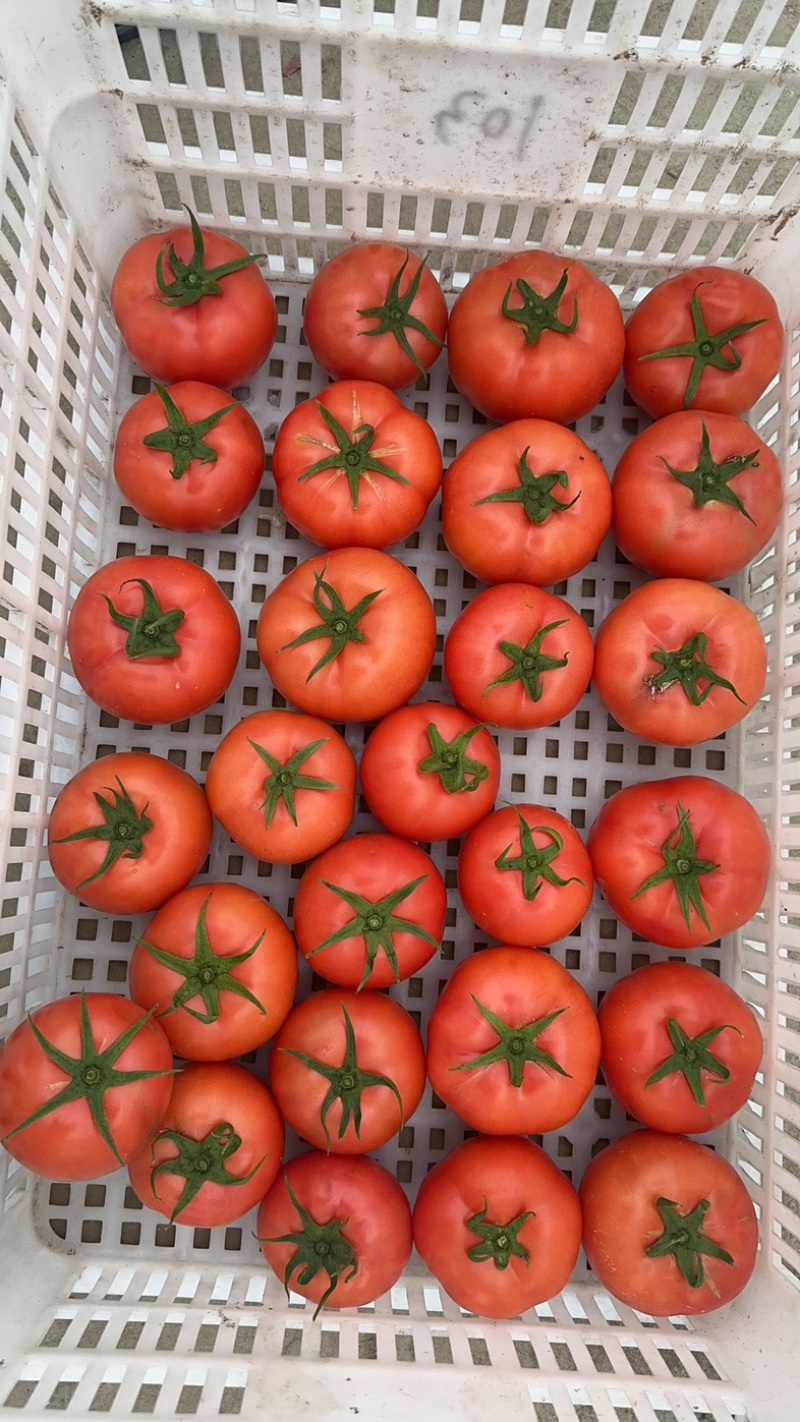 【推荐】浙江台州精品粉果西红柿基地直发量大从优