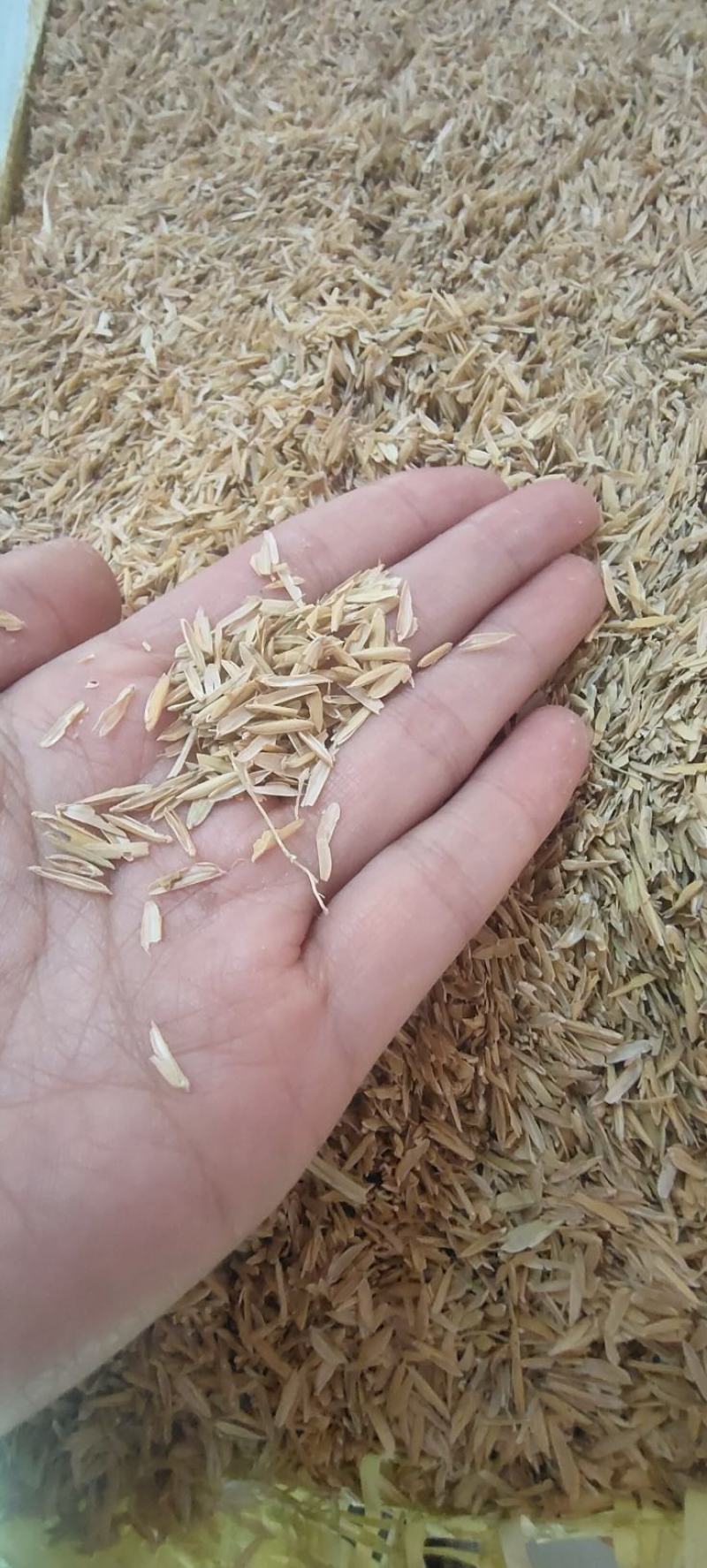无尘稻壳批发优质无尘过筛稻壳、统糠大量现货，养殖烤酒种植