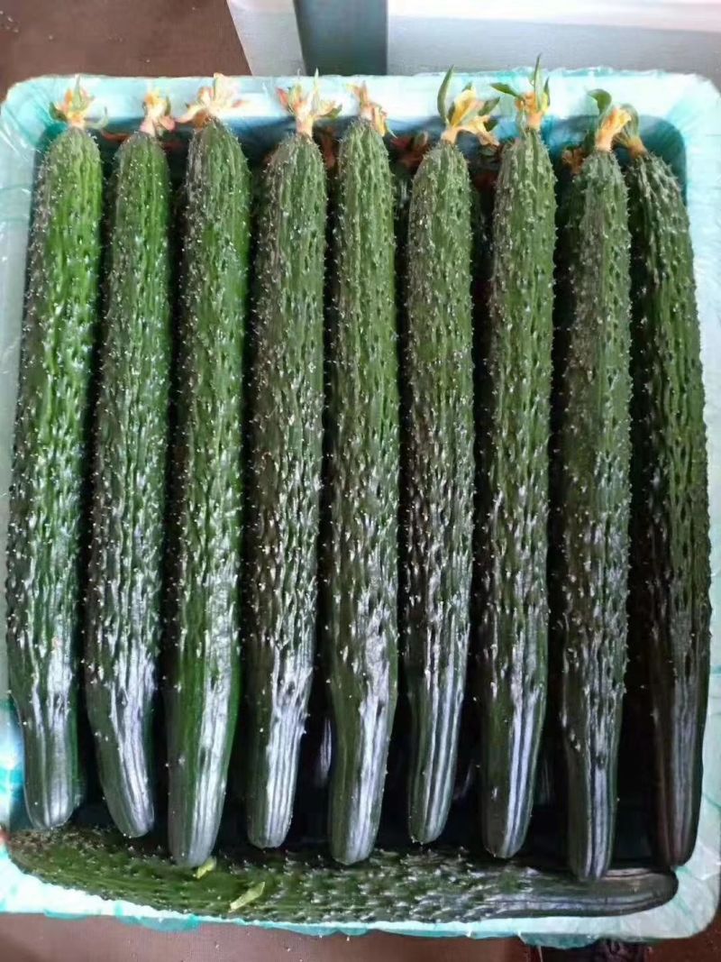 密刺黄瓜精品青瓜货源稳定代收代发全国市场