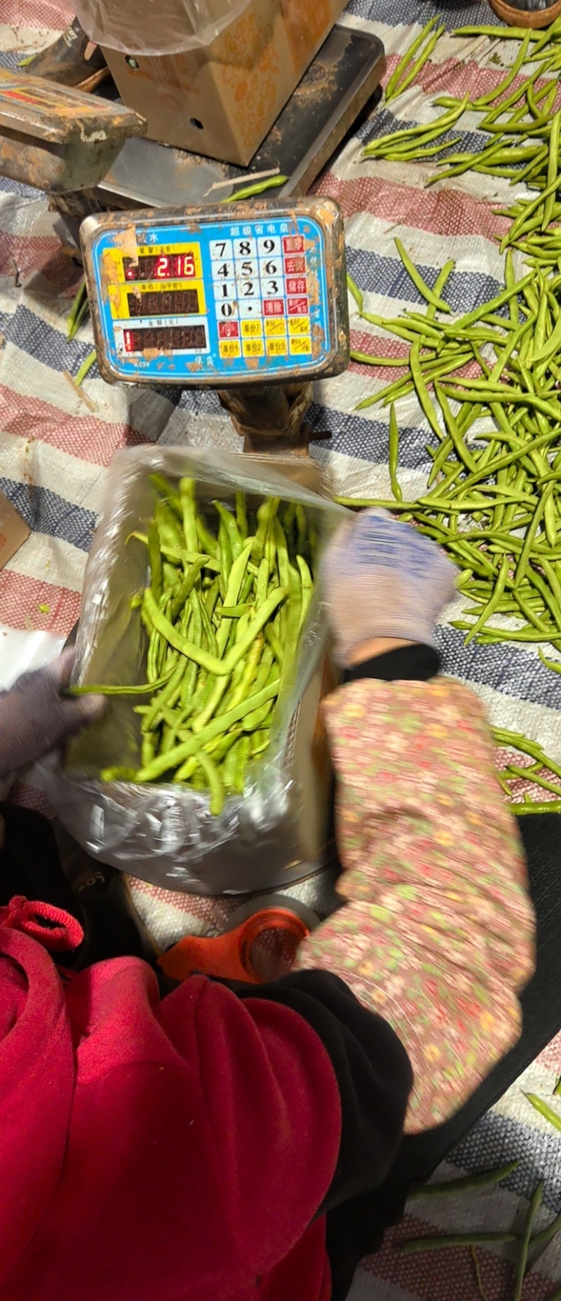 四季豆，无筋豆一件代发。视频号，抖音对接