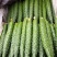 黄瓜夏邑精品密刺黄瓜德瑞特青条黄瓜商超电商供货代发