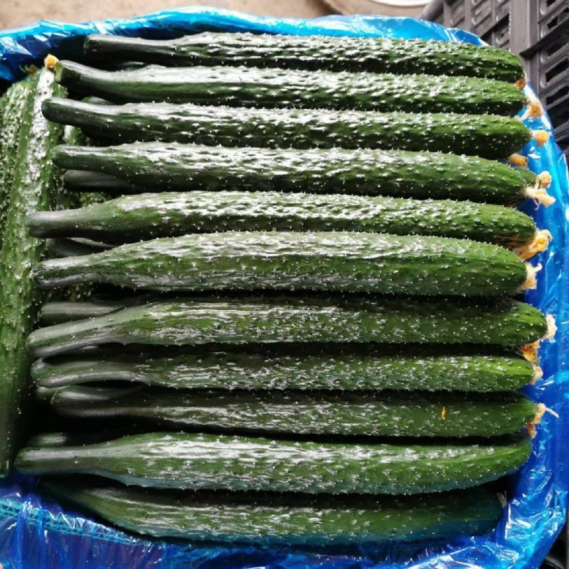 黄瓜夏邑精品密刺黄瓜德瑞特青条黄瓜商超电商供货代发