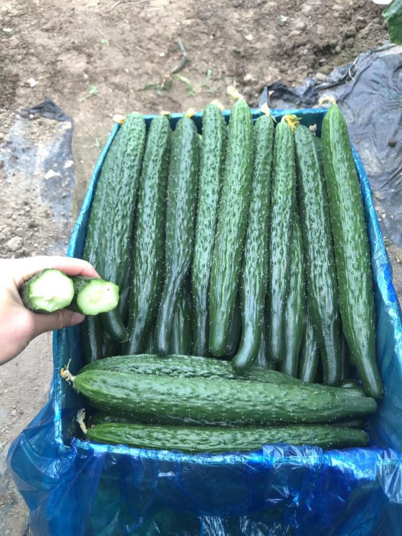 黄瓜夏邑精品密刺黄瓜德瑞特青条黄瓜商超电商供货代发