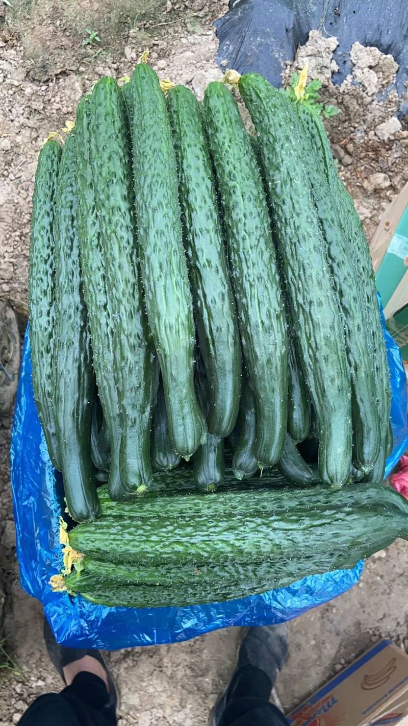 黄瓜夏邑精品密刺黄瓜德瑞特青条黄瓜商超电商供货代发